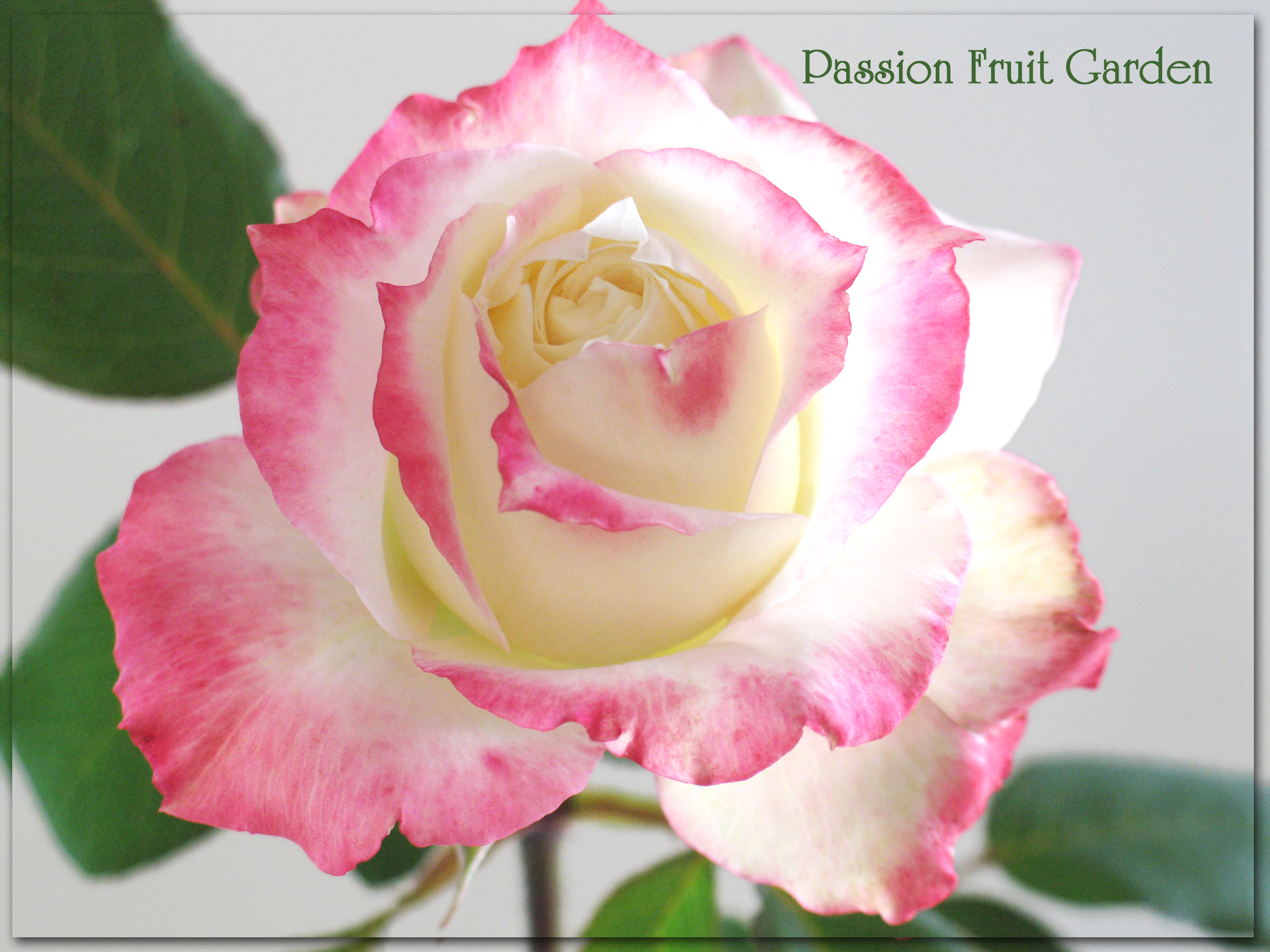 Белые Розы С Розовой Окантовкой